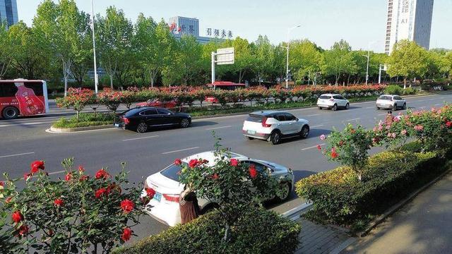 合肥4月花讯请查收！快进来交换春天→