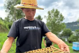 如果蜂群失王了，那么工蜂还会出勤采蜜吗？如何解决蜂群失王图片