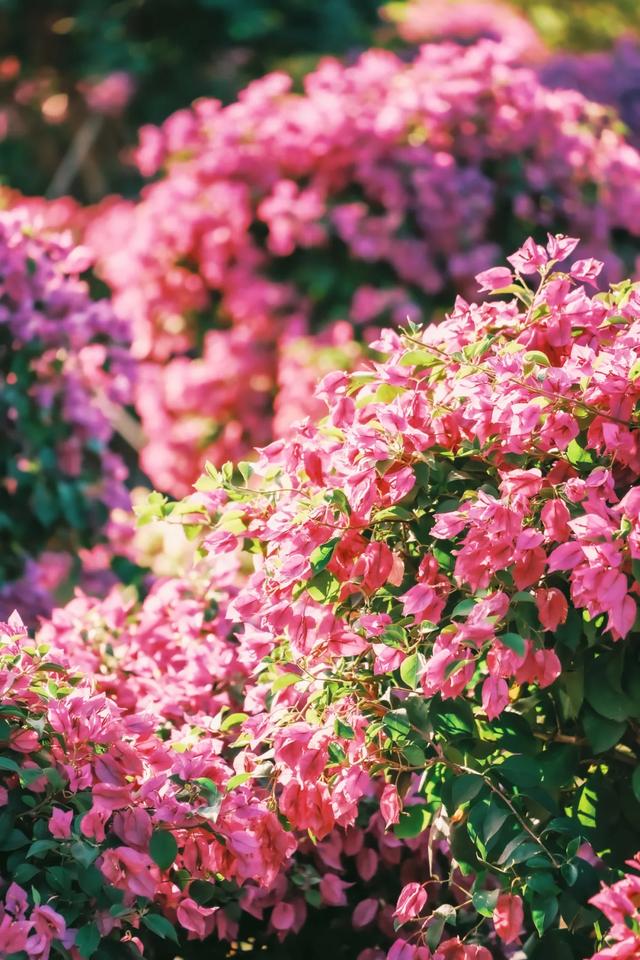 初冬“梅”好时光已至,惠城处处皆“花路”