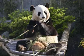 日本和歌山县4只大熊猫将于6月底送返中国图片