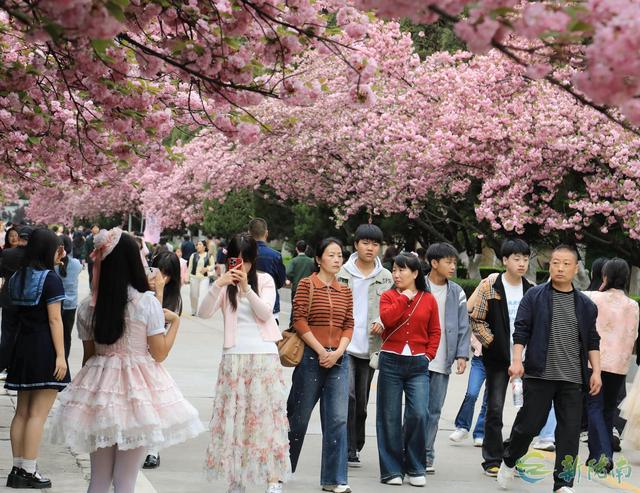 徽县：樱花节会醉游人
