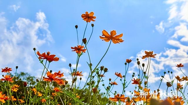 柳州市雀儿山公园硫华菊花海上线