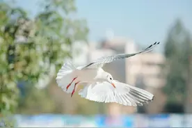 我家乔迁宴我姐随礼6000，如今我姐乔迁我随2000，我有错吗？图片