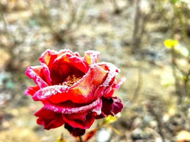 小雪｜冬意初临时，风物成画，岁月如诗