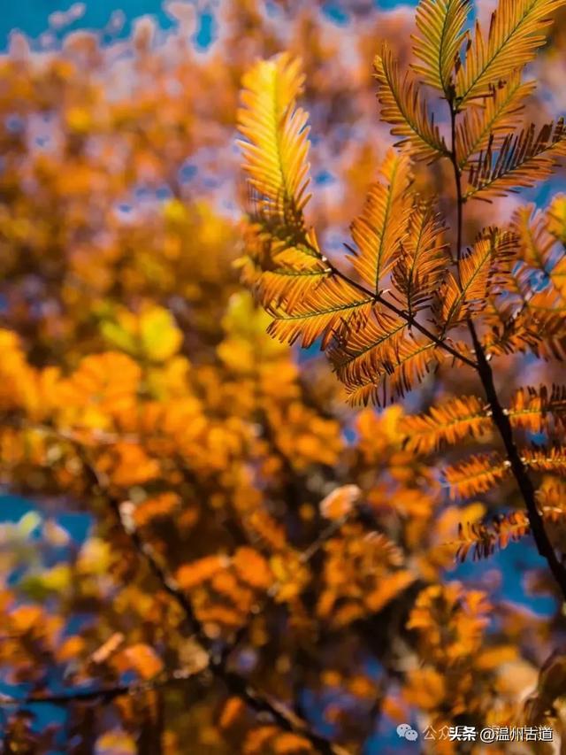 邂逅初冬醉美泽雅风情!藏于乡野的冬日艳遇,每个转角都有惊喜!