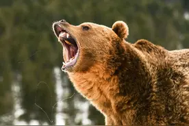 6款适合在熊出没地区使用的最佳手枪图片