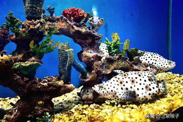 国宝百日庆·萌兽迎新年 兰州野生动物园邀您共赴自然之约