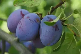 西梅是什么季节的水果？图片