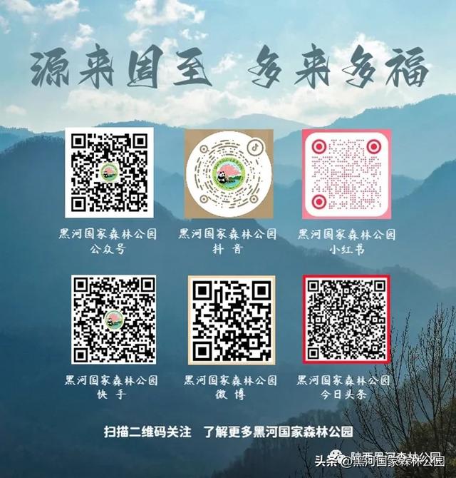 美如仙境!邀您共赏雨中的黑河国家森林公园~