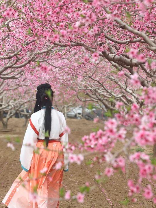 口东镇八台港第九届桃花节即将浪漫启幕！