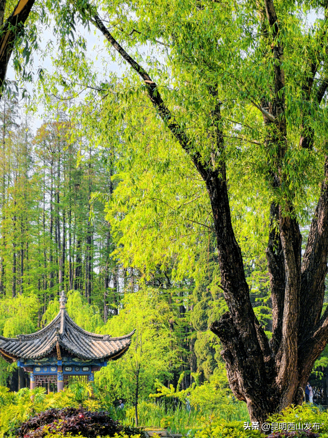 太仙啦！西山秋日必逛的宝藏公园，第一个就“美到心巴”