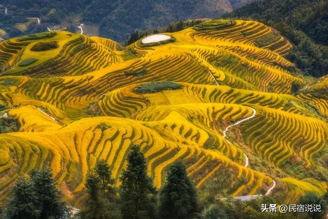 就快收割啦！上榜全国十大赏秋地的桂林龙脊梯田，你来了吗？
