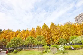 重庆或将进入升温模式 官方预测12月平均气温较常年同期偏高图片