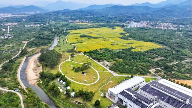 秋日必去！从化江埔5大稻田打卡攻略，邂逅金色浪漫