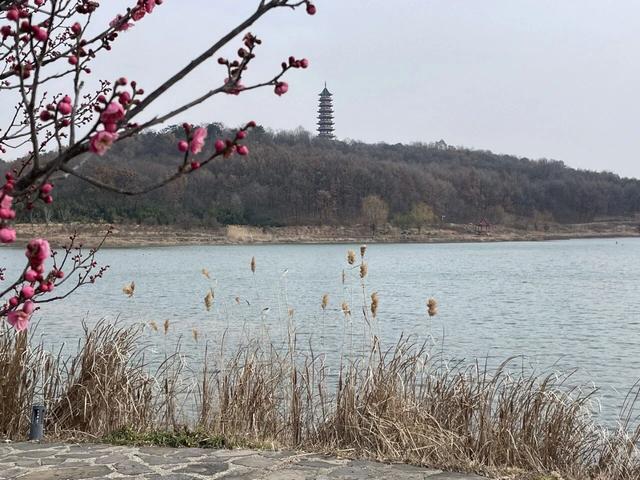 骑游六合平山赏早梅恋山山顶纵车飞