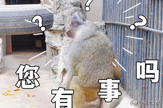 在保定，体验真实版“疯狂动物城”！