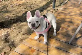 女子和狗狗同吃同睡，6个月后肚子胀痛去医院检查，结果有点意外图片