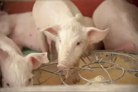 日赚近5000万元！牧原股份去年净利润超百亿元，养猪业好起来了？图片