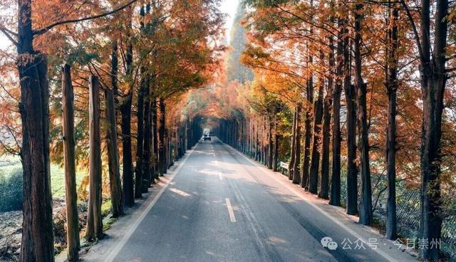 出片率100%！为崇州这些高颜值路连发三天朋友圈！