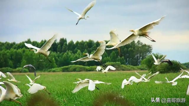 双鸭山市安邦河国家湿地公园：北国水镜的生态桃源