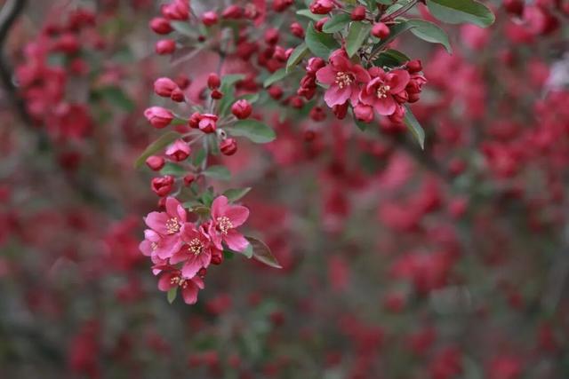 第五届！盛大开幕！门票全免！