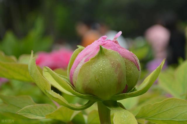 牡丹花海醉游人