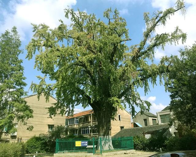 苏州十大“寿星”出炉！