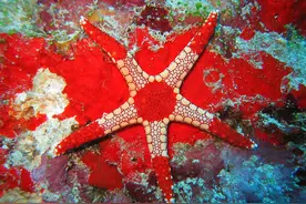 海星十大漂亮可爱的品种图片