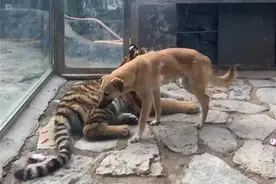 动物园回应“虎朋狗友”同处一室：一起长大的朋友，以后会分开图片