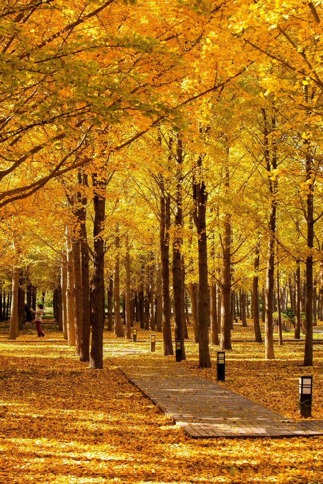 北京小众银杏林，郊外静谧的金色海洋，朝阳平房公园
