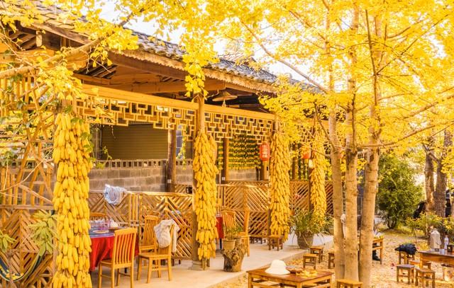 云南秋景疯玩指南！红叶、银杏，3条民族风路线承包你的绝美秋景