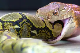 蛇见人后会追吗？速度极快的蛇，第三种时速超过30km犹如子弹！图片