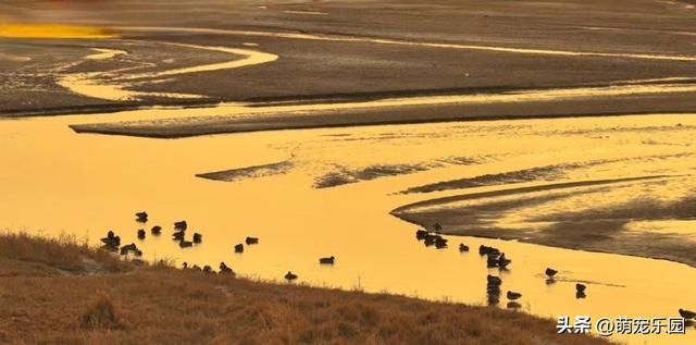 民丰县黄昏时分，尼雅河畔惊现灰鹤群，夕阳下美得让人窒息
