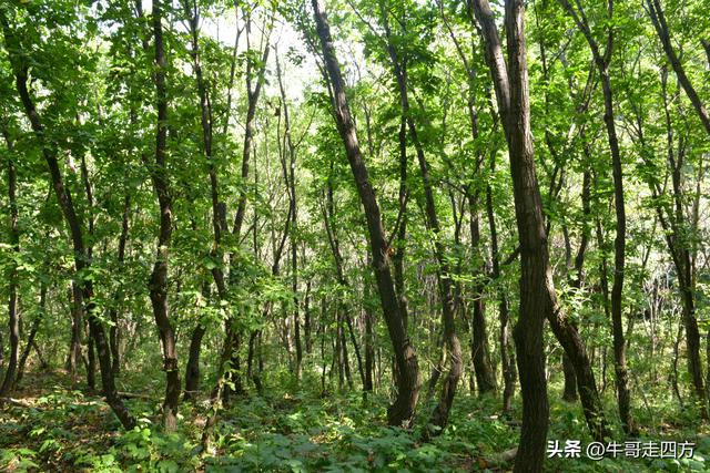 河北百草畔（上）：风动孤石悬险韵，蚁巡深岭蕴生机