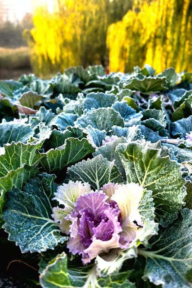 小雪｜冬意初临时，风物成画，岁月如诗