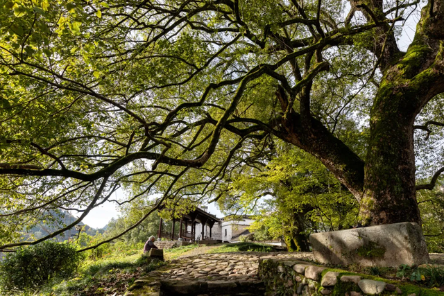 年休假去哪嗨？黄山文旅8月狂欢已就位，快乐密码就藏在这片山水里！| 皖美夏日