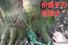 这就是千年金弹子价值千万，谁敢动谁坐牢图片