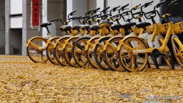 暖阳斜洒，“杏”好有你