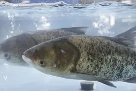 鲜到舔盘！中国10大平价淡水鱼美味榜出炉，第一名居然只要7元/斤图片