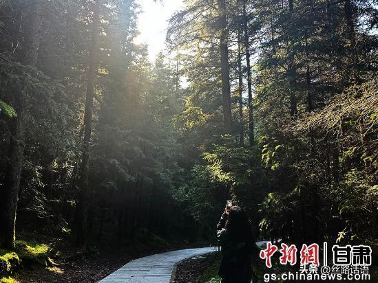 夏日丝路名山焉支山：松柏翠绿 山涧清凉