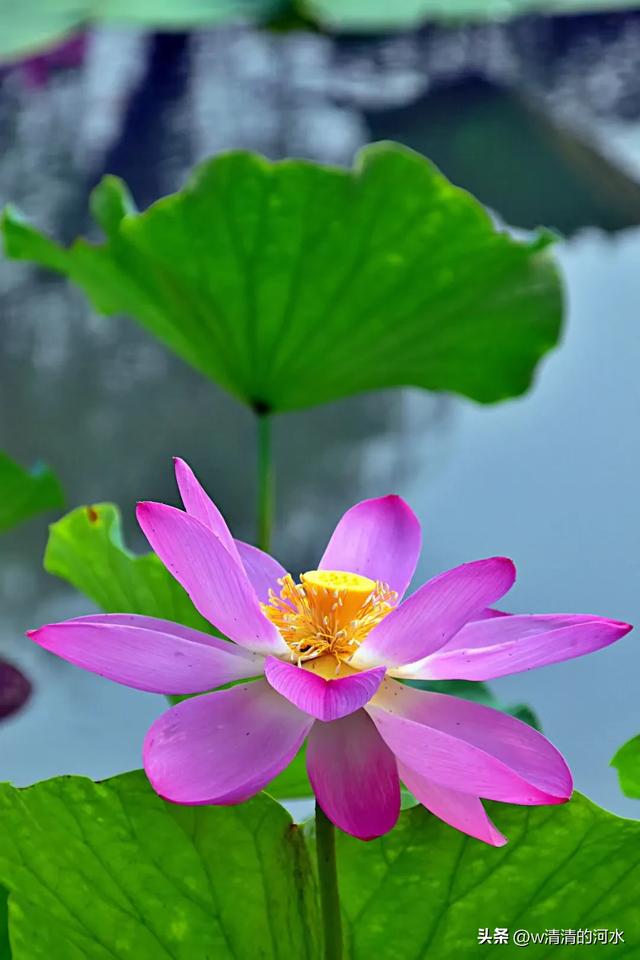 荷花是夏季里最曼妙的风景