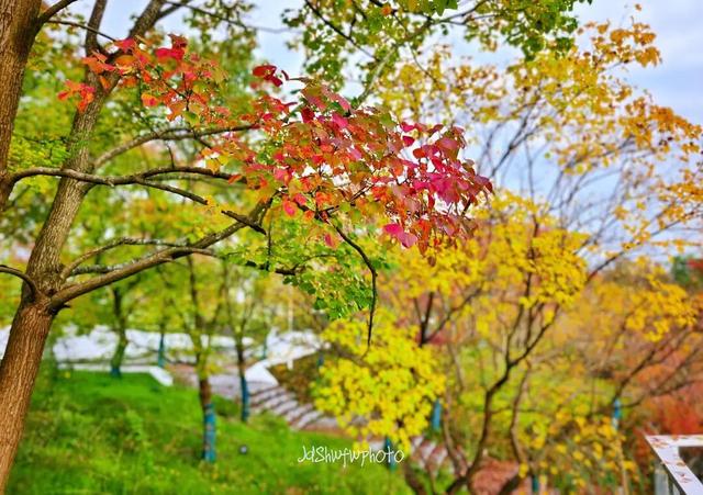 天府大道 乌桕已红透半边天