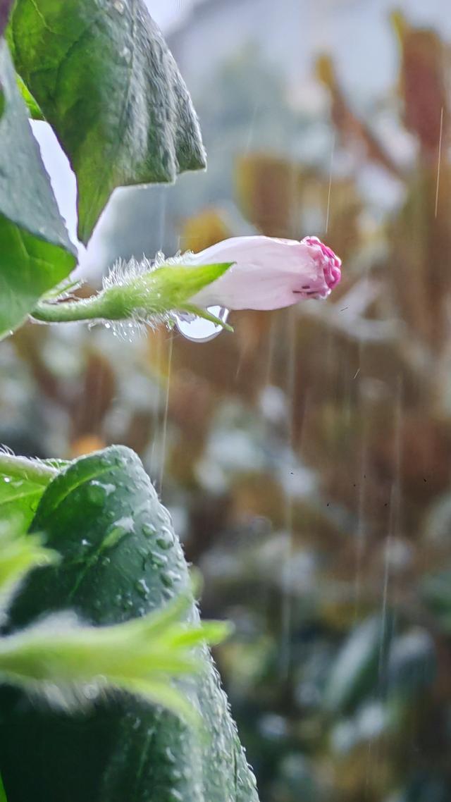 绝美的雨中花