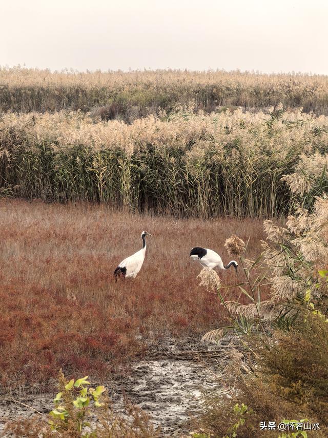 2025辽宁赏秋之旅日记(6)——到辽河口中国最北海岸线看日出 观鸟