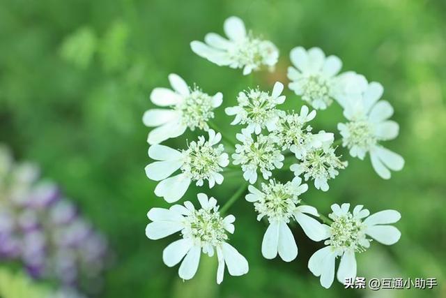 用佳能微距镜头拍出精美“花卉微距写真”的秘诀!