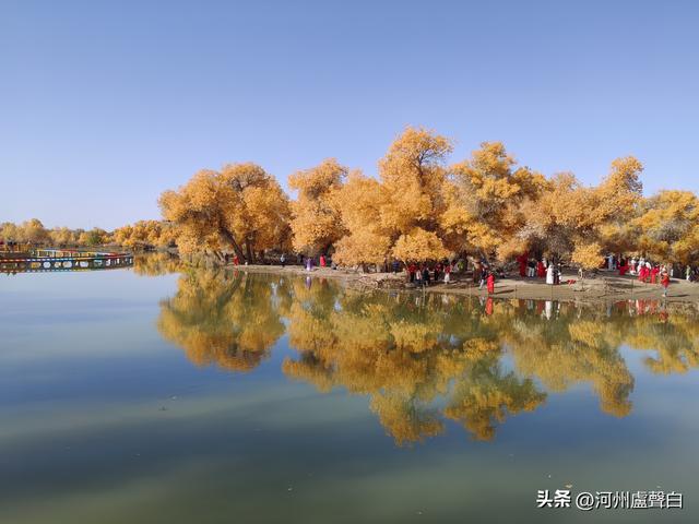 额济纳旗胡杨林