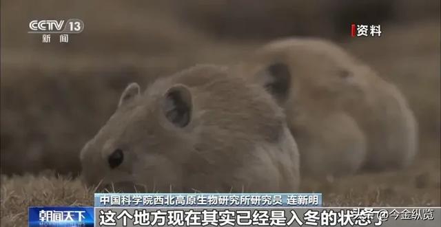 5000米高原"升龙"烟花秀：一场哗众取宠的胡闹，高原生态却在哭泣