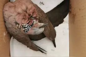 窗台上落了只奄奄一息的斑鸠，居然把它救活了。图片