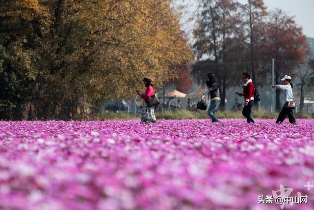 太出片了！中山崖口600多亩格桑花开了
