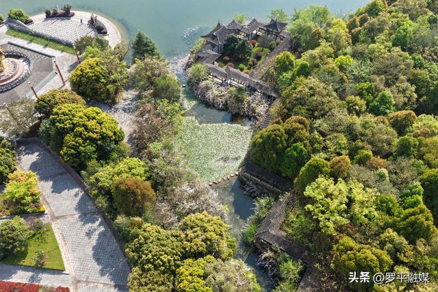 紫藤缀满廊 春色醉罗平